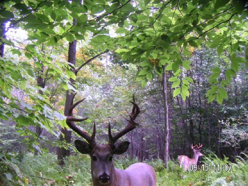 Big Pennsylvania buck