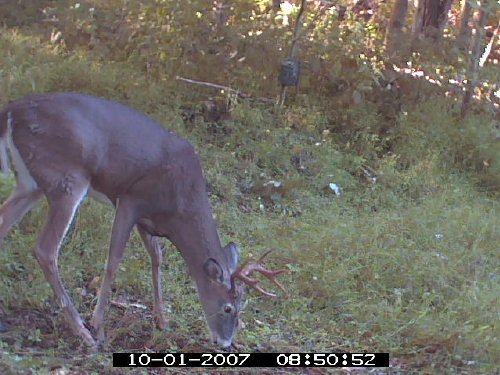 Predator Trailcam buck picture