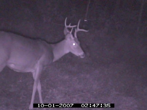 Predator Evolution infrared buck picture