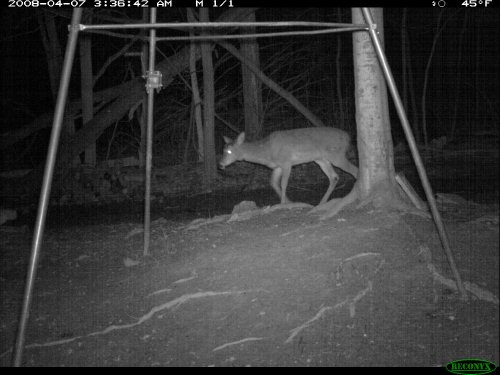 Reconyx nighttime deer picture