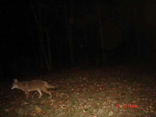 Coyote picture