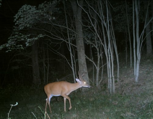 SD Buck IV