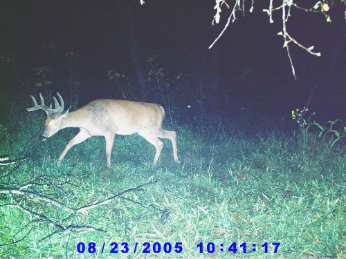 SD Buck V