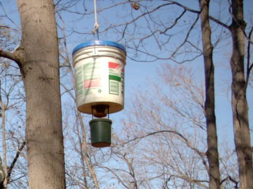 San Angelo Wildlife Feeder