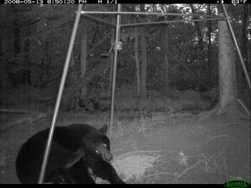 Scratching black bear