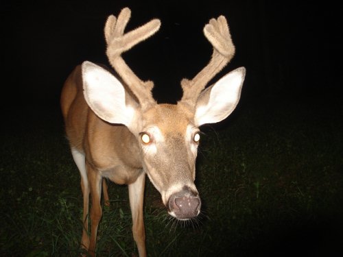 8 point whitetail buck