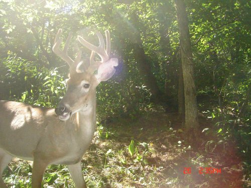 Eight point buck