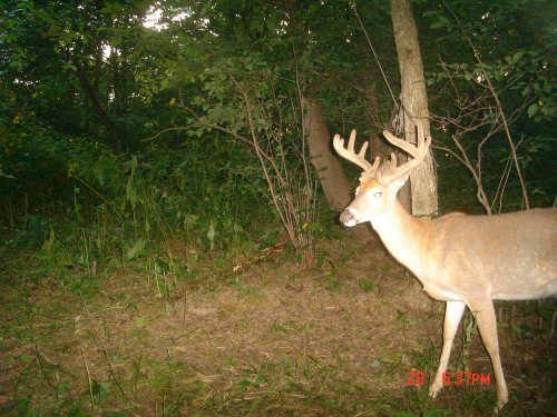 Nine point buck