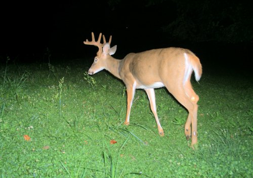 Ten point buck