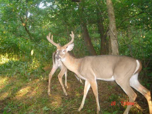 Wide seven point buck