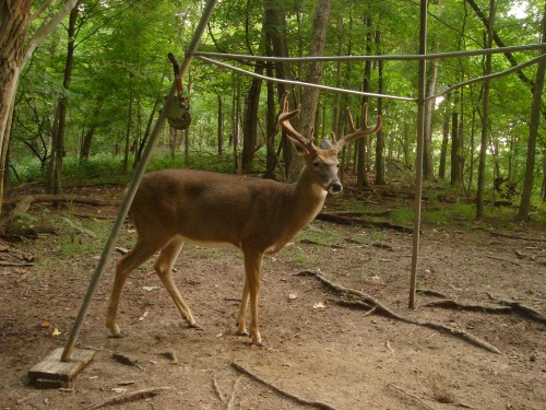 Big eight point buck