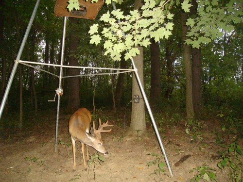 Eight point buck