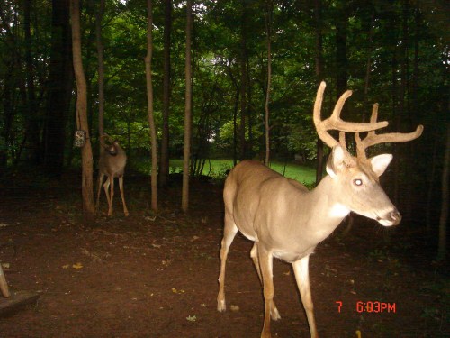 Seven point buck