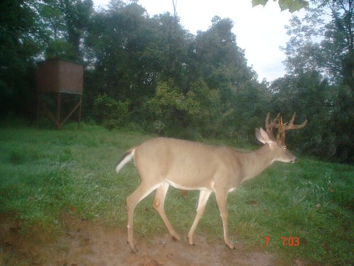 Eight point shedding velvet