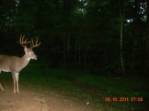 Ten point buck