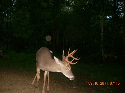 Ten point whitetail buck