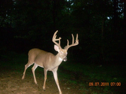 Ten point buck in velvet