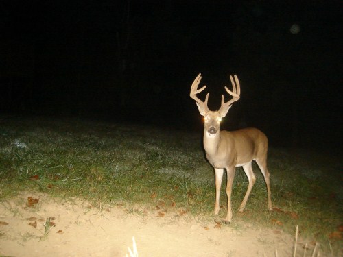 9 point buck