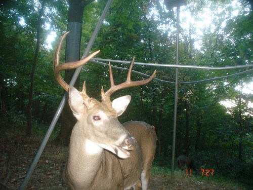 Big eight point buck