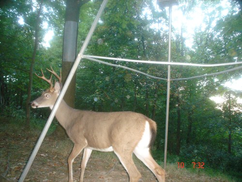 Eight point buck