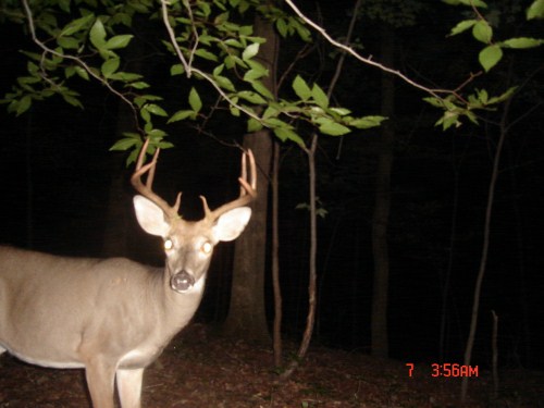 Eight point buck