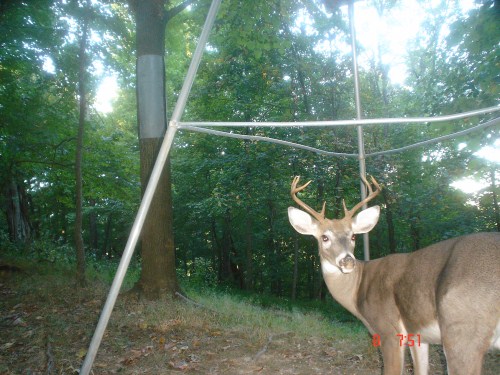 Eight point buck