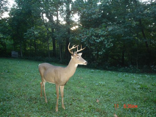 Buck with a bent antler