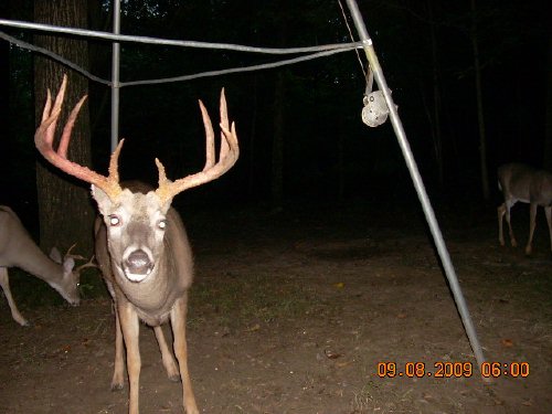 Big ten point buck