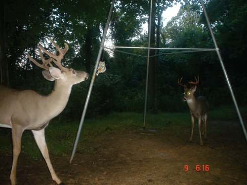 Eight point buck