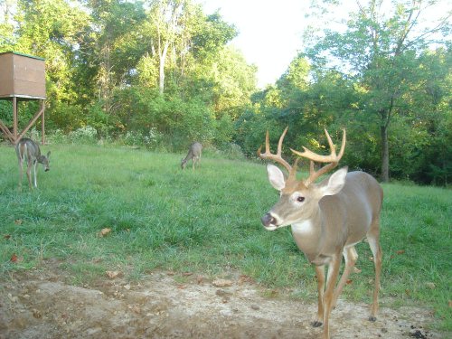 Nine point buck