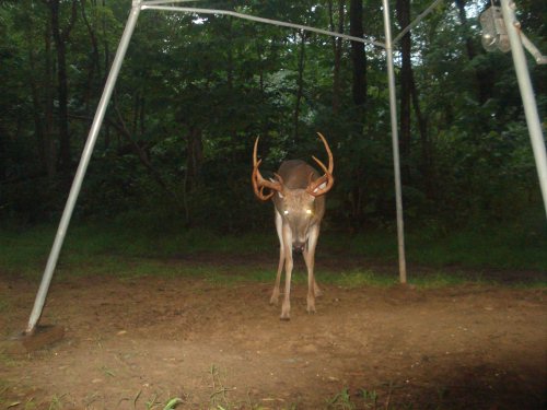 Tall rack ten point buck