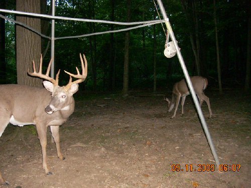 Ten point buck