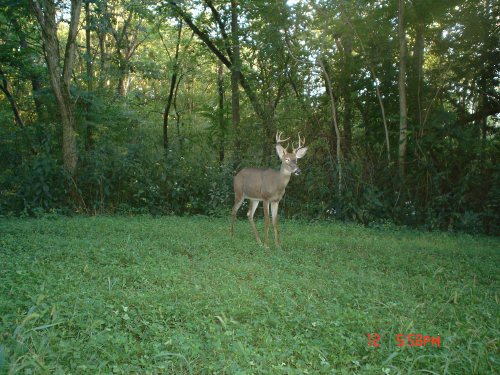 Eight Point Buck