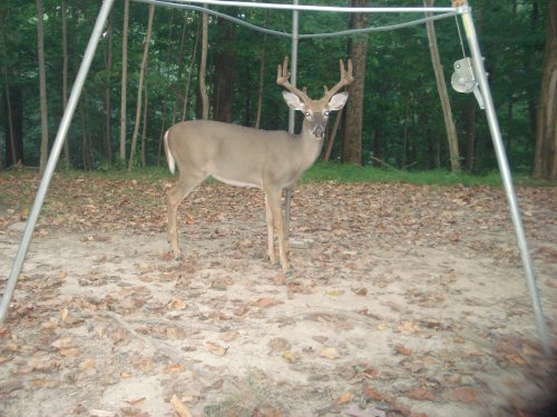 Eight point buck in velvet