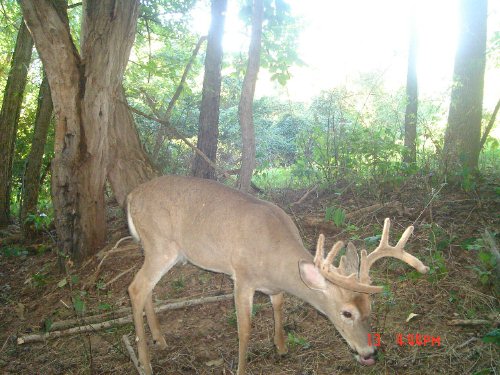 Nine point buck in velvet