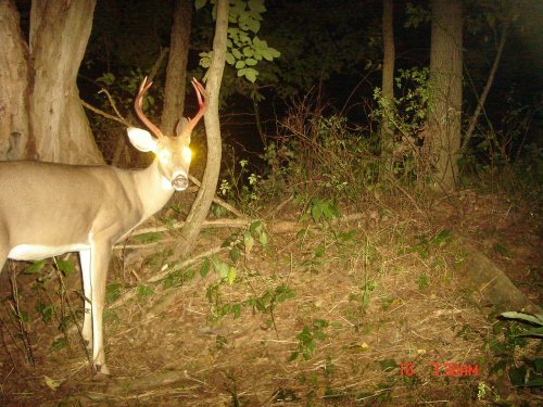 Seven Point Buck