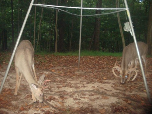 Shedding whitetail buck