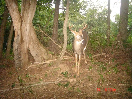 Ten point whitetail buck