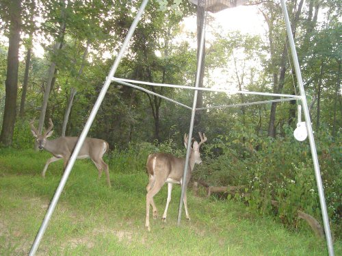 Two eight point bucks