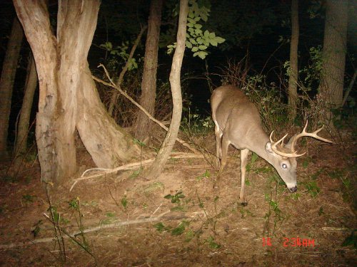 Nine point buck