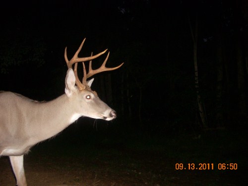 Eight point buck