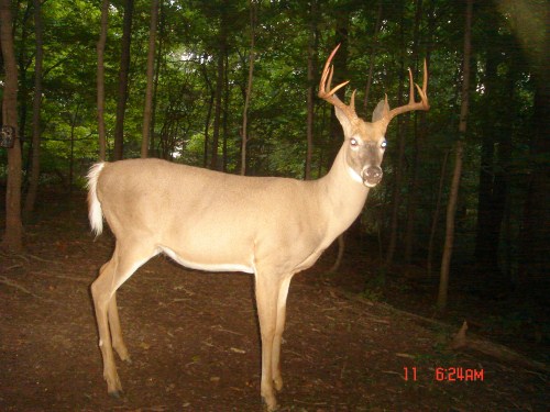 Ten point buck