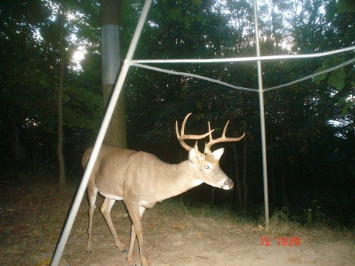 Big eight point buck