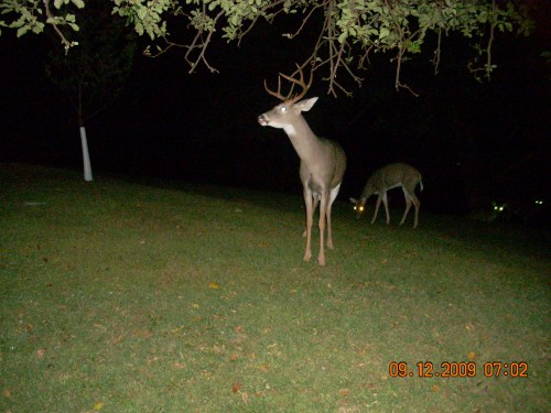 Eight point buck