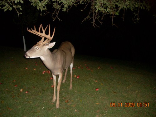 Eleven point buck