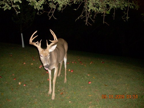 Eleven point buck