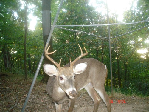 Young eight point buck