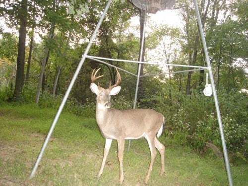 Odd eight point buck