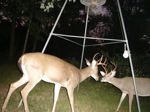 Two whitetail bucks