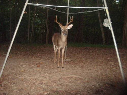 Wide eight point buck